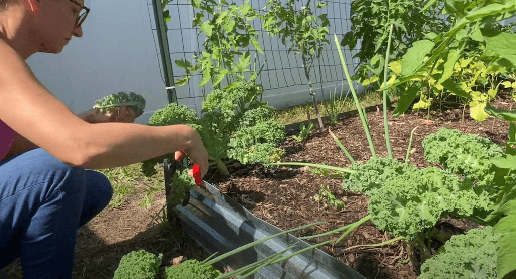 Woman harvesting kale from a plant using the cut and come again method